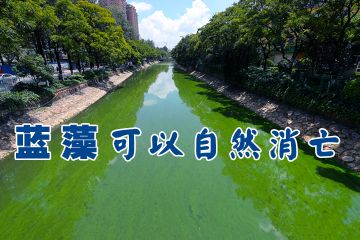 蓝藻会自然消失吗