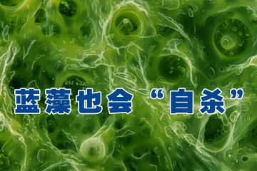 蓝藻的程序性死亡（凋亡）