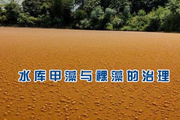 小型水库中裸藻、甲藻与裸甲藻的治理 小型水库中裸藻、甲藻与裸甲藻的治理