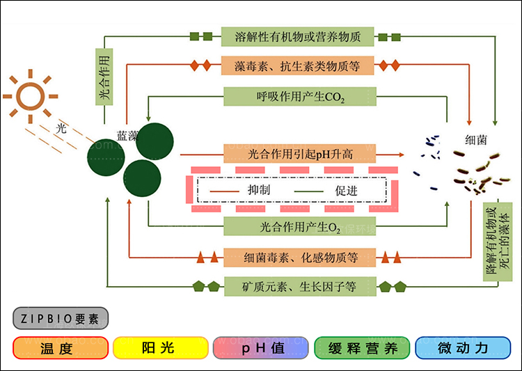 蓝藻治理