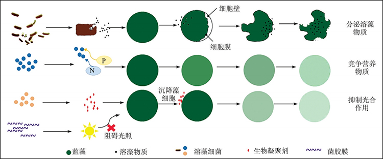 蓝藻治理