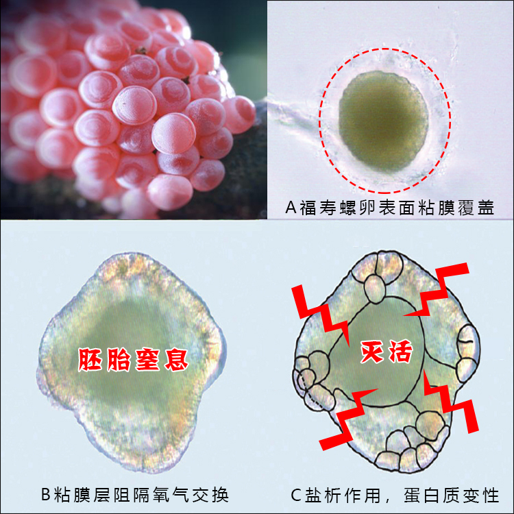 福寿螺卵块