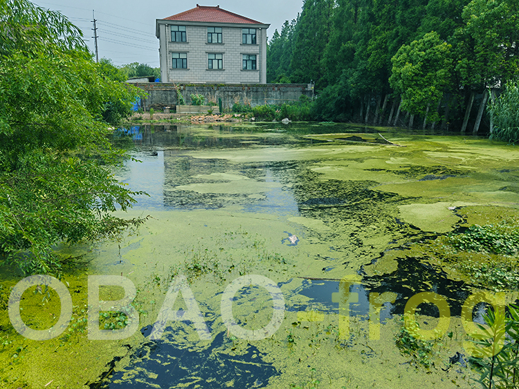 池塘浮萍清漂