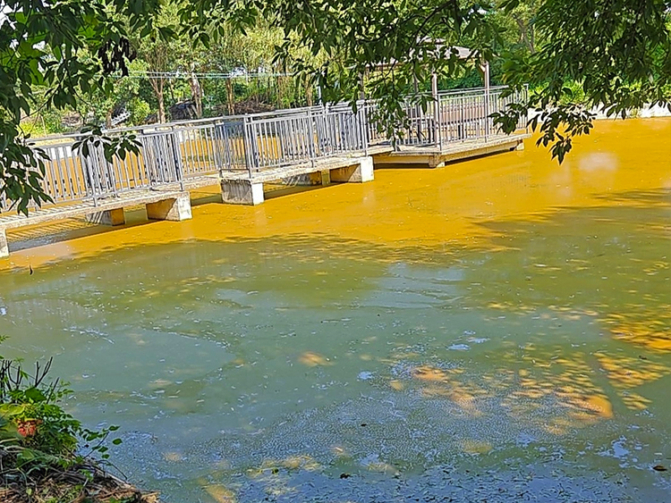 Euglena Sanguinea Euglena Sanguinea