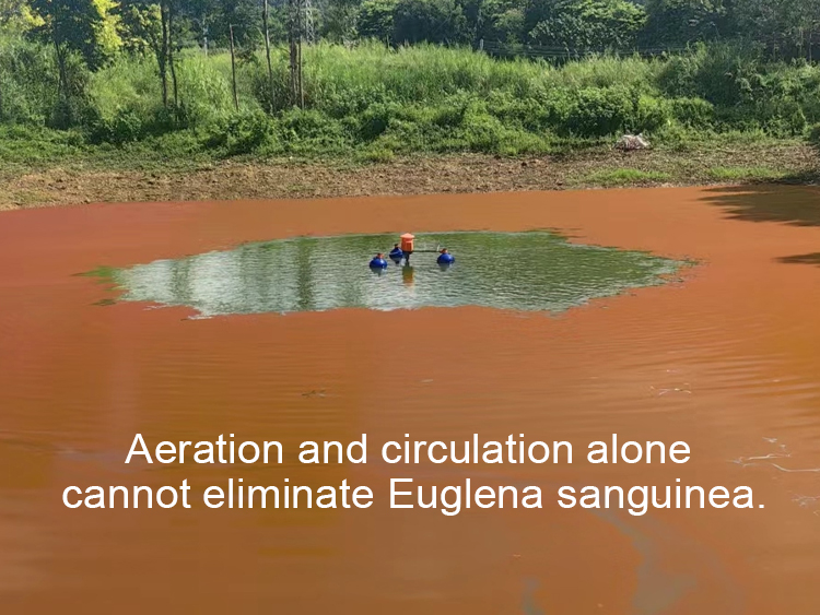 Euglena sanguinea blooms