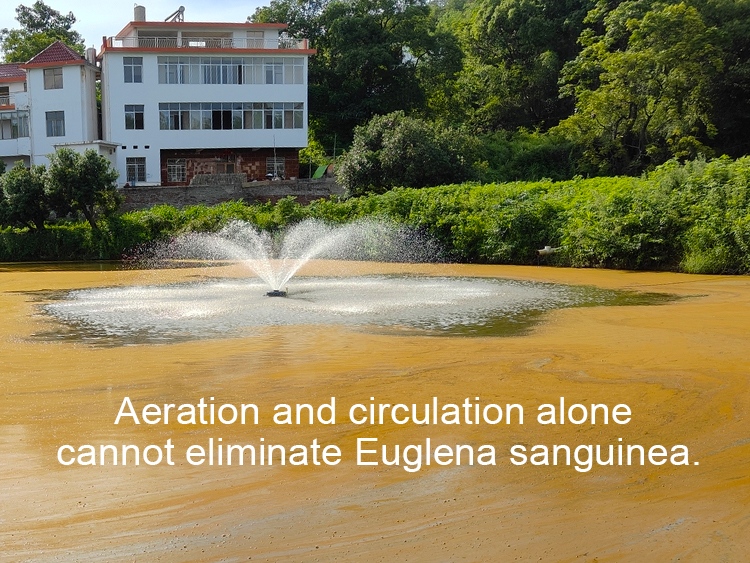 Euglena sanguinea blooms Euglena sanguinea blooms