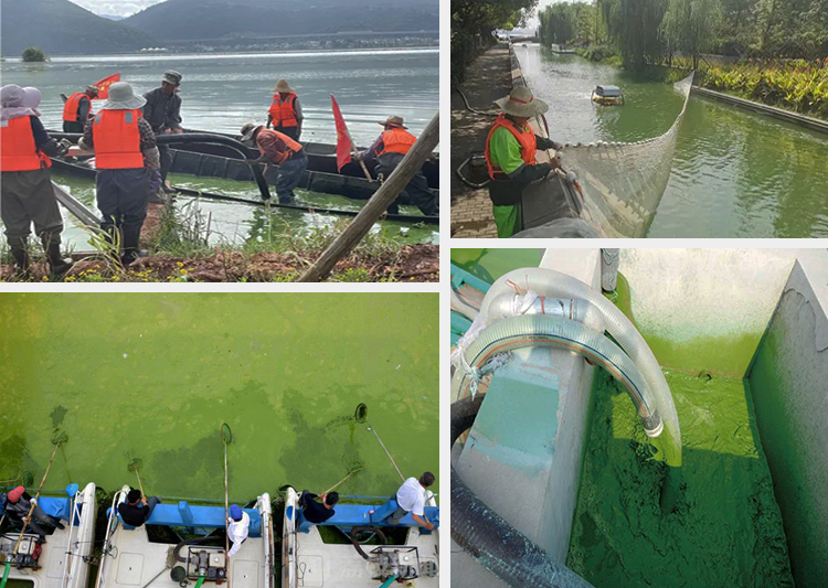 蓝藻打捞