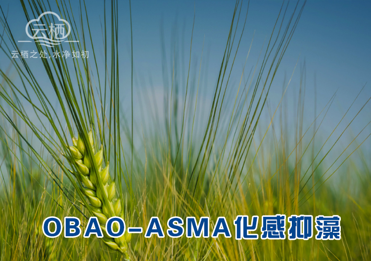OBAO-ASMA化感抑藻
