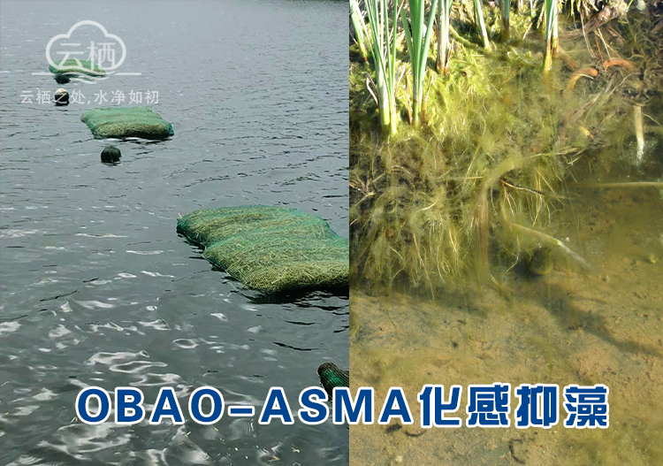 OBAO-ASMA化感抑藻