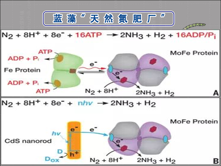 蓝藻天然氮肥厂