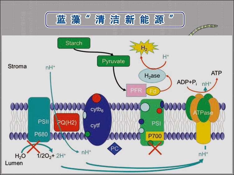 蓝藻