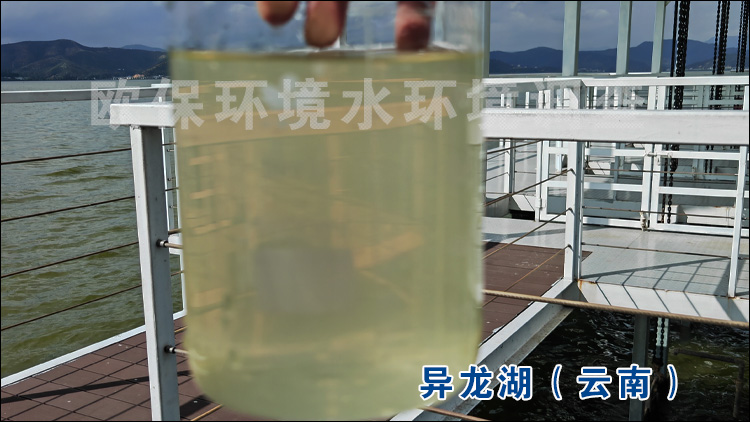 拟柱孢藻