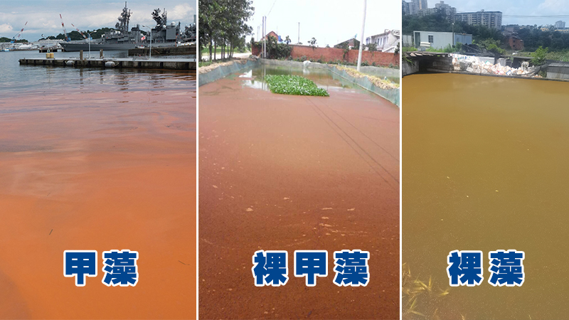 甲藻裸甲藻裸藻 甲藻裸甲藻裸藻