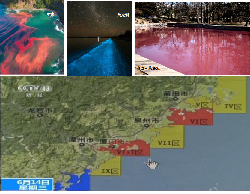 双鞭甲藻 双鞭甲藻