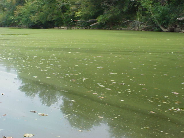 裸藻水华 裸藻水华