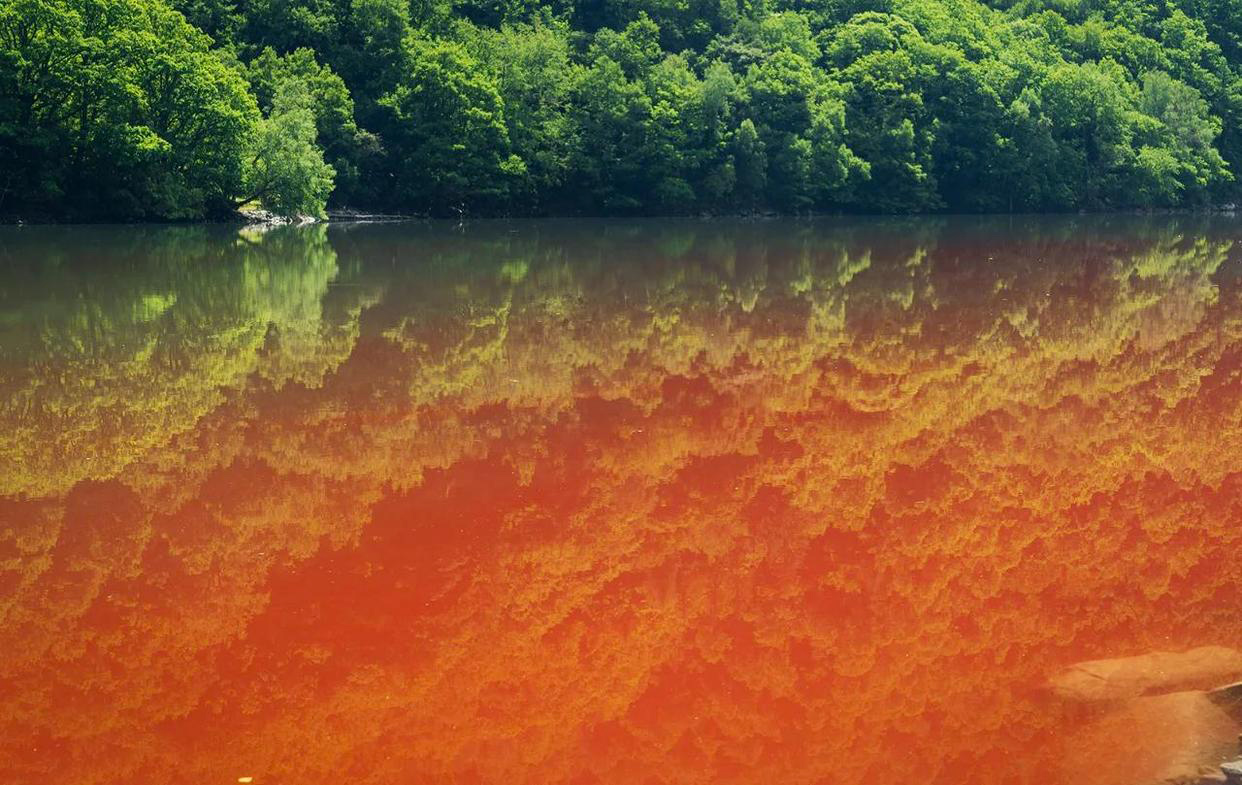 甲藻水华 甲藻水华