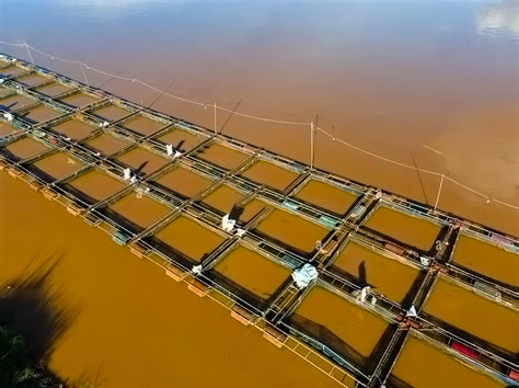 甲藻水华 甲藻水华