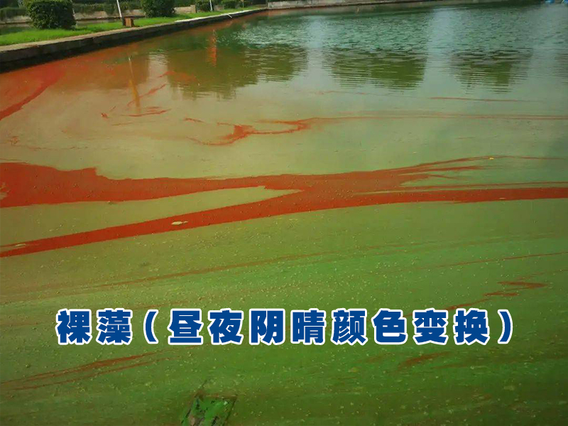 裸藻水华 裸藻水华