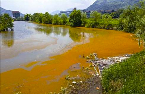 裸藻水华 裸藻水华