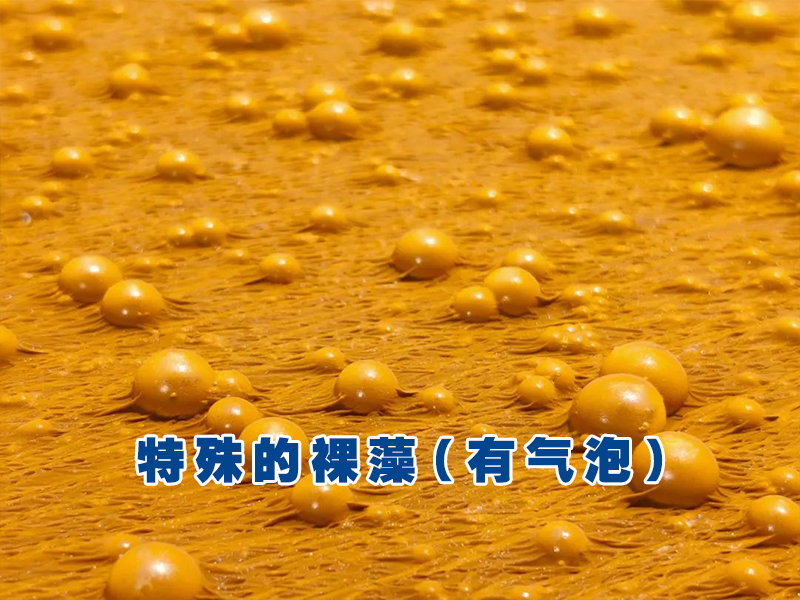 裸藻水华 裸藻水华