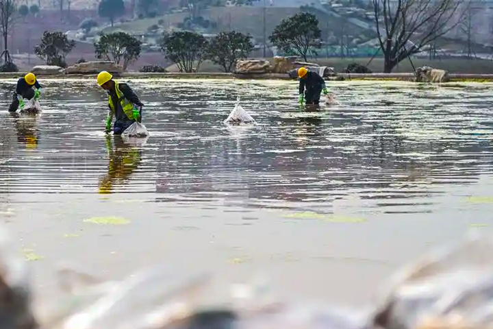 景观水处理 景观水处理