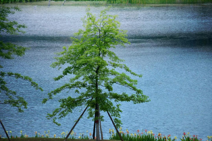 景观水处理 景观水处理