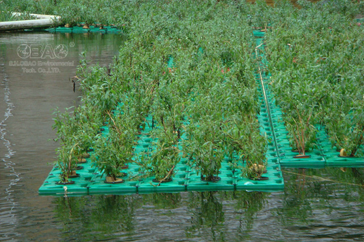 水库蓝藻治理 水库蓝藻治理