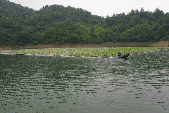 水库蓝藻治理 水库蓝藻治理