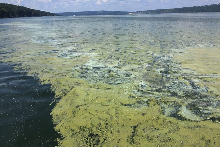 水库蓝藻 水库蓝藻