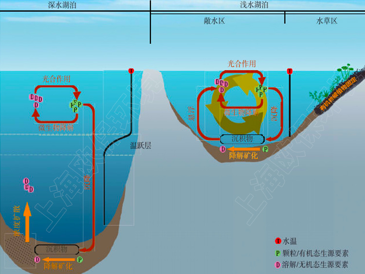 深水湖与浅水湖差异.jpg
